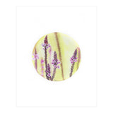 Circular Verbena (Print Only) thumbnail