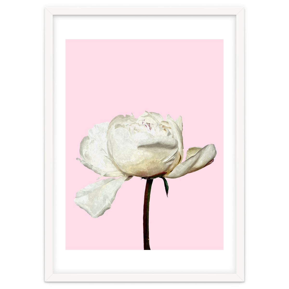 White Peony Pink Background