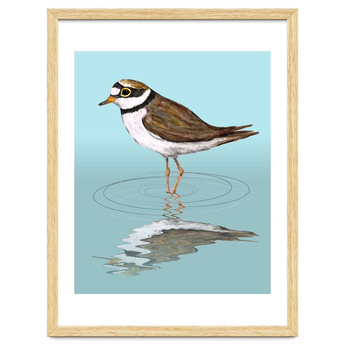 Little ringed  plover