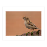 House Sparrow (Print Only) thumbnail