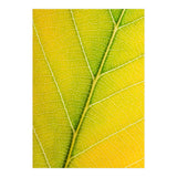 Autumn Leaf (Print Only) thumbnail