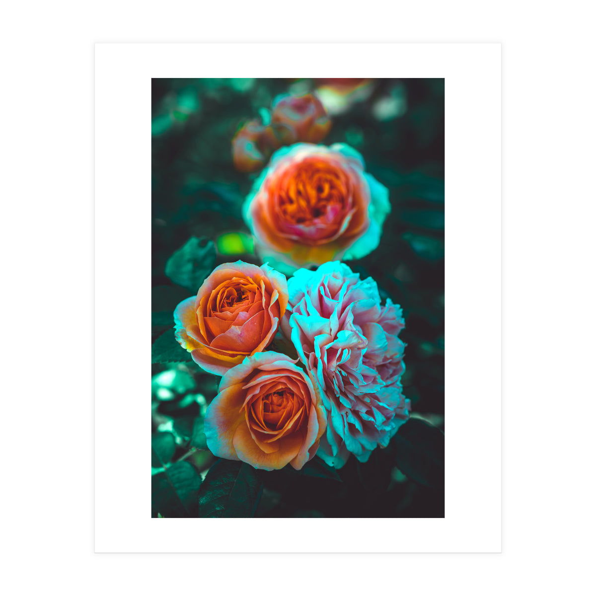 Rose Flowers  (Print Only)
