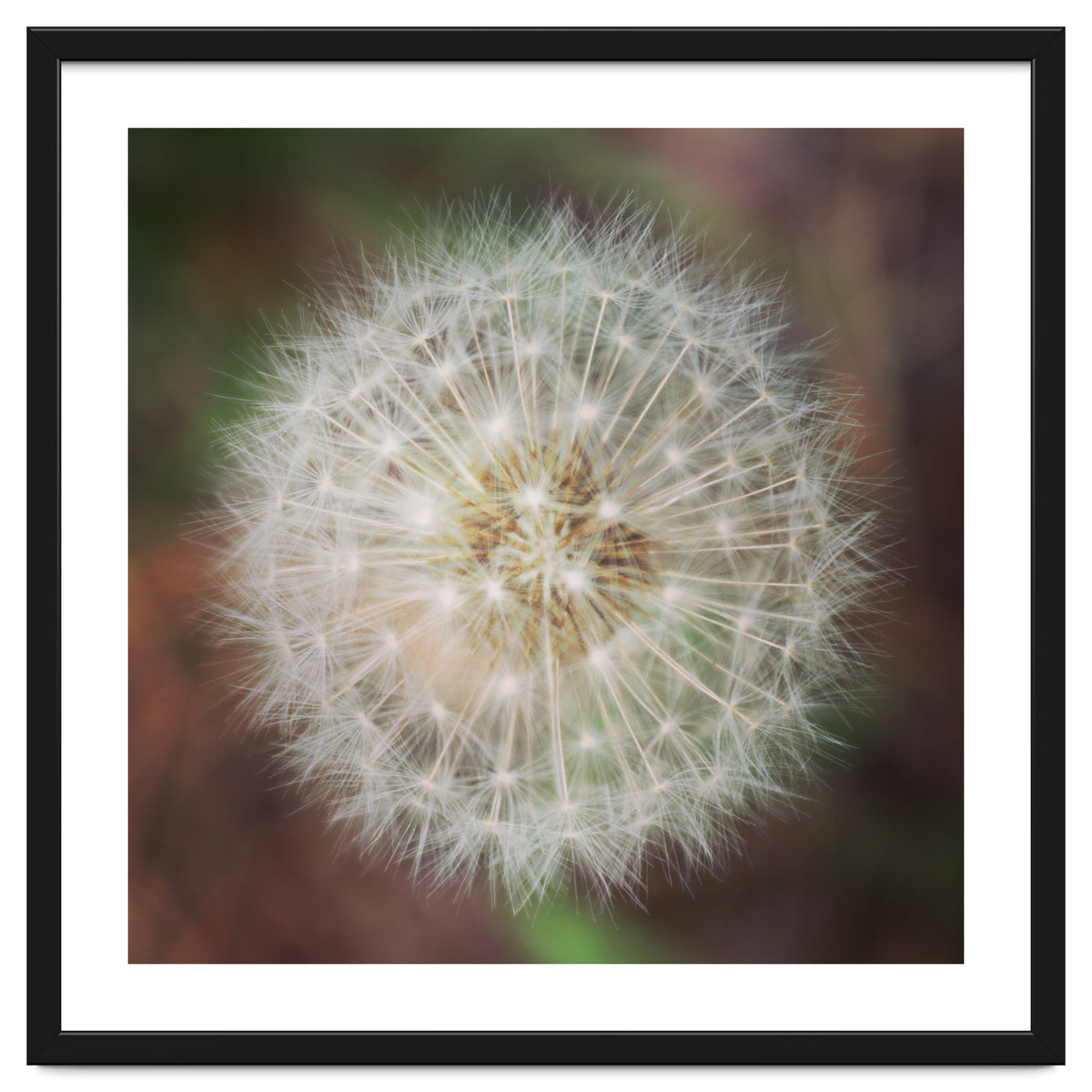 dandelion clock