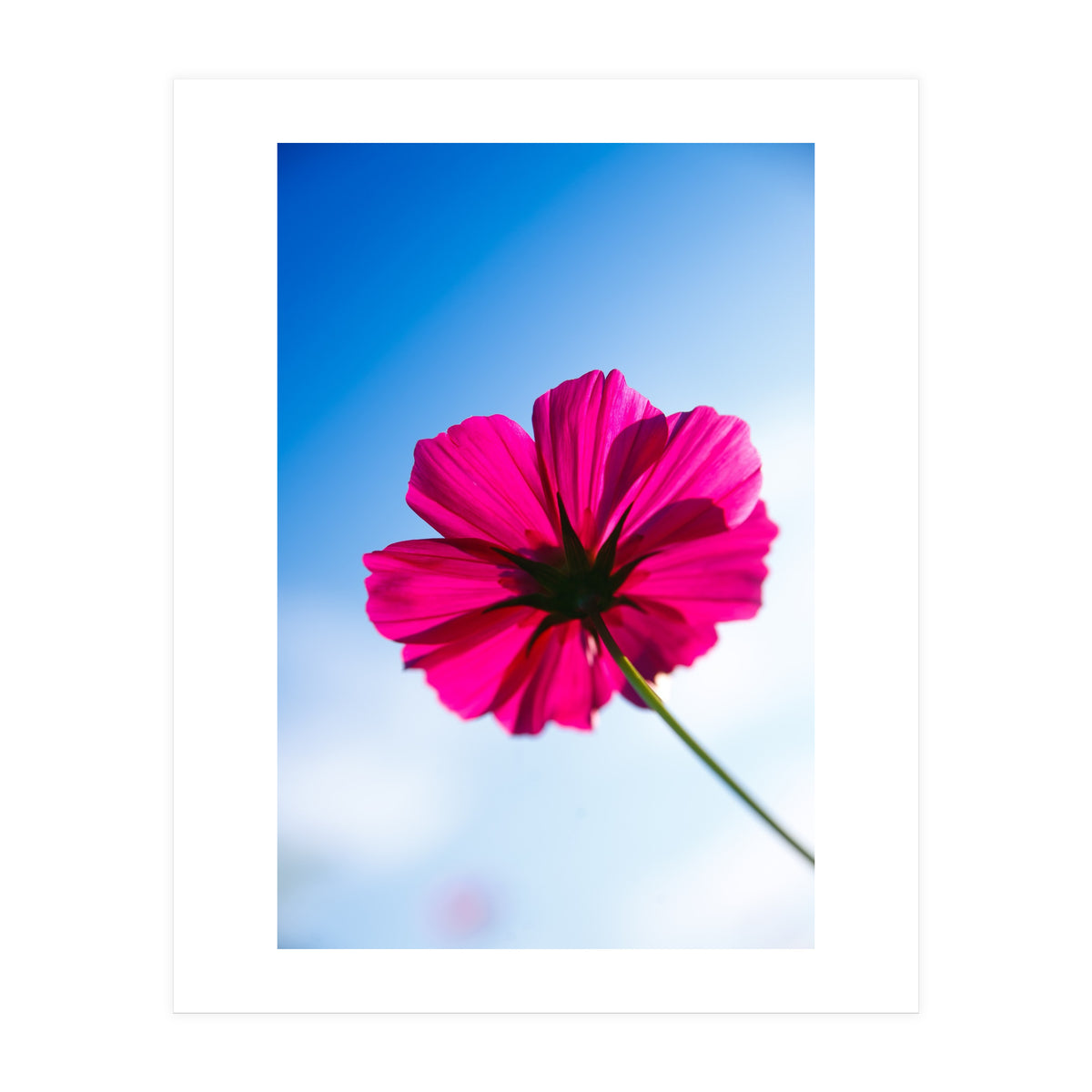 RED FLOWER (Print Only)