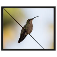 Colibri from Haïti