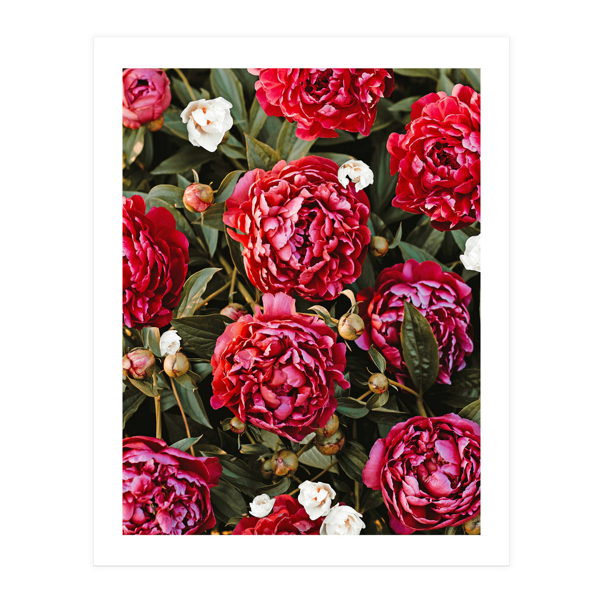 Blossom Love (Print Only)