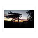 Sunset Tree (Print Only) thumbnail