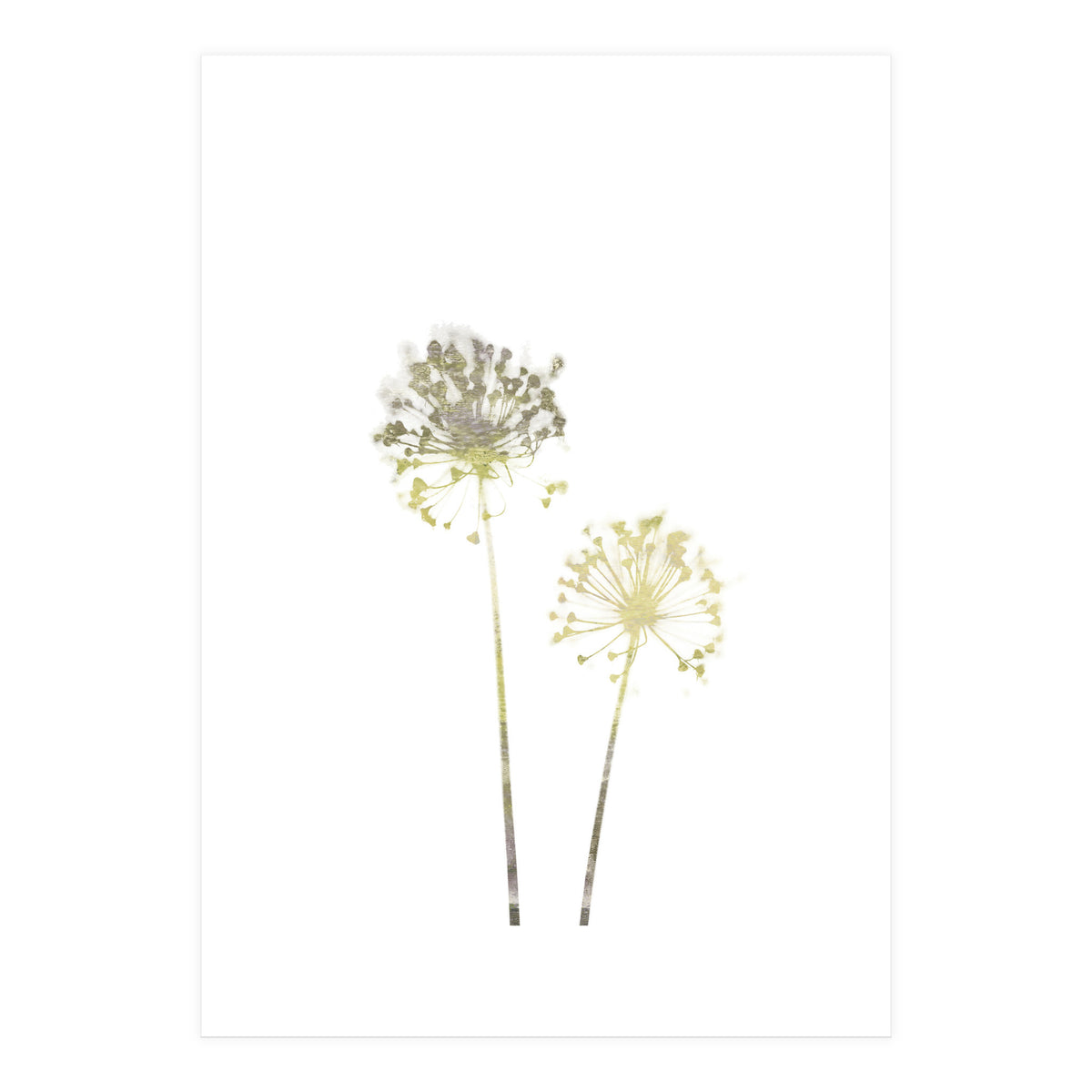 Neutral Dandelions (Print Only)
