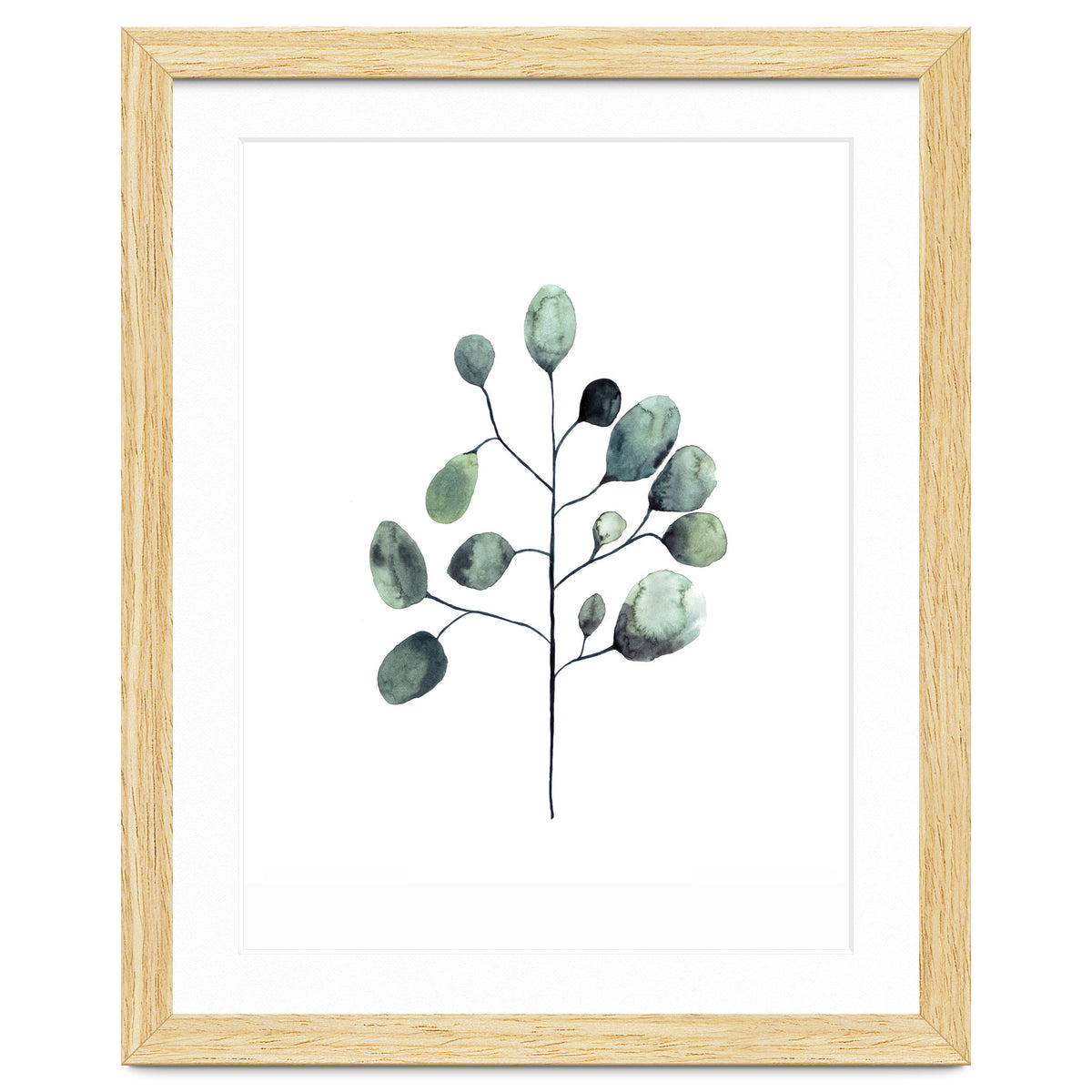 Botanical Illustration Eukalyptus