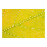 Autumn Leaf (Print Only) thumbnail