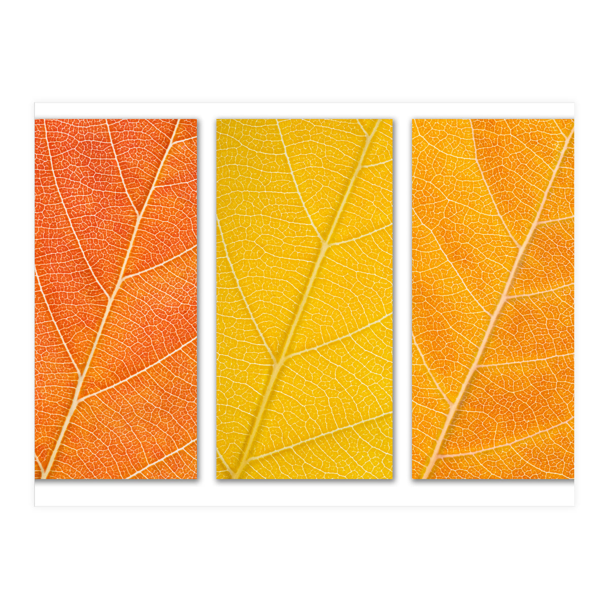 Autumn Leaves (Print Only)
