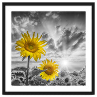 Focus on two sunflowers