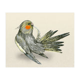 Preening cockatiel (Print Only) thumbnail