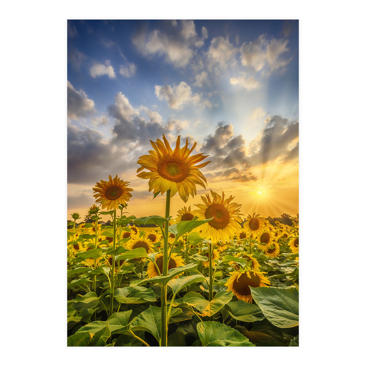 Sunset with beautiful sunflowers (Print Only)
