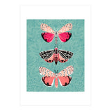 Lepidoptery Study No. 6 (Print Only) thumbnail