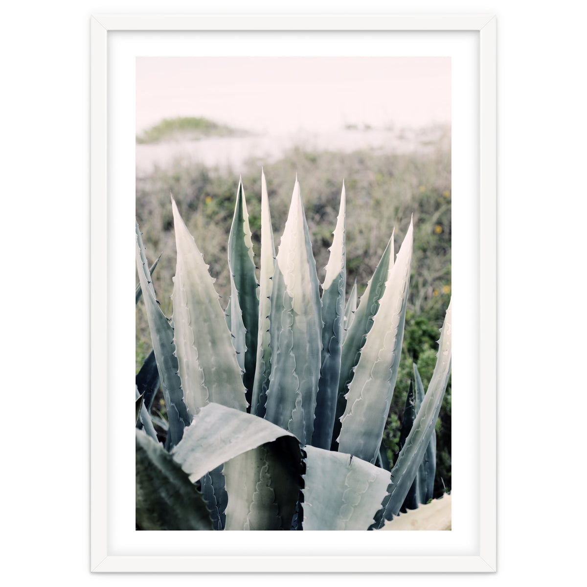Pale Agave