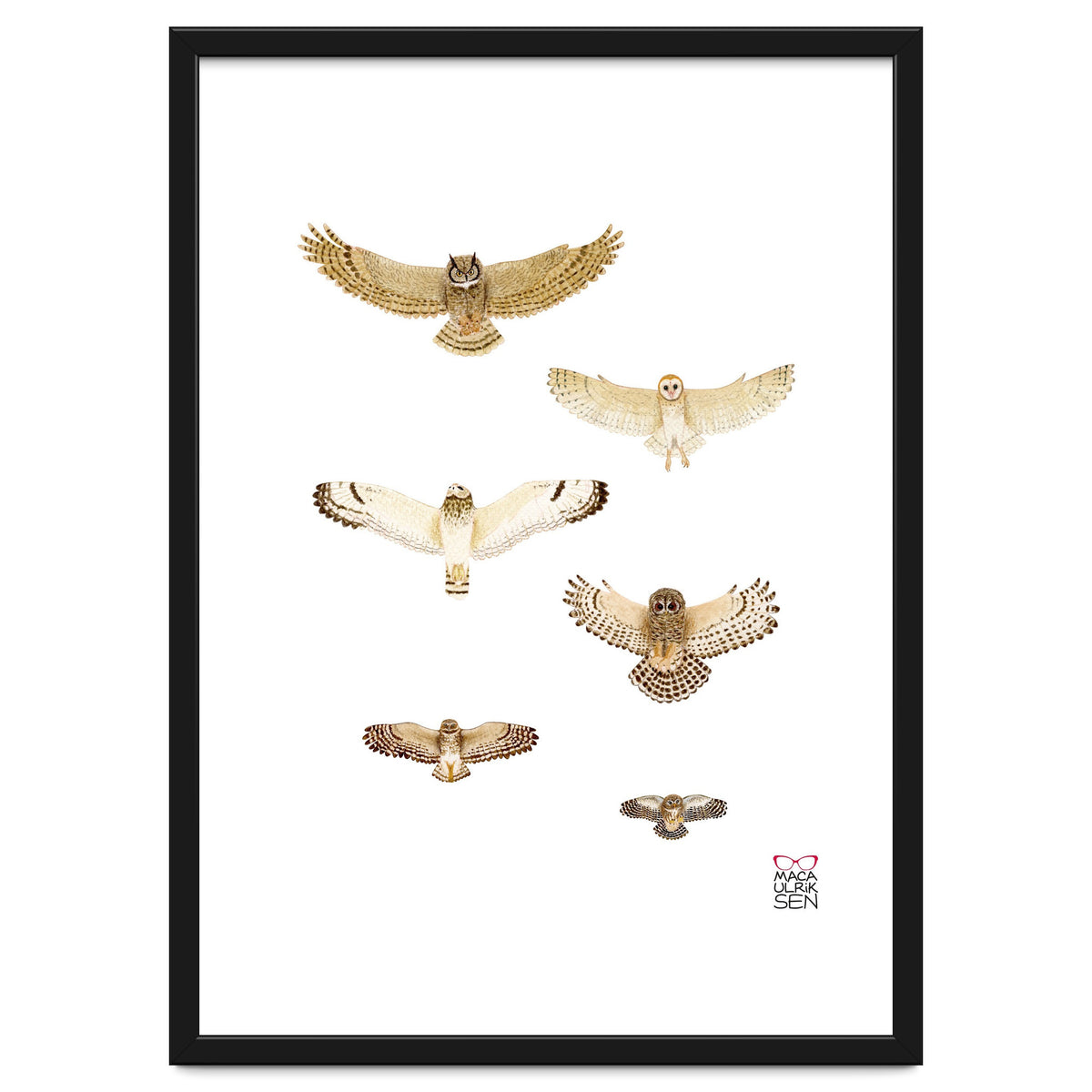 Typical owls & Barn owl