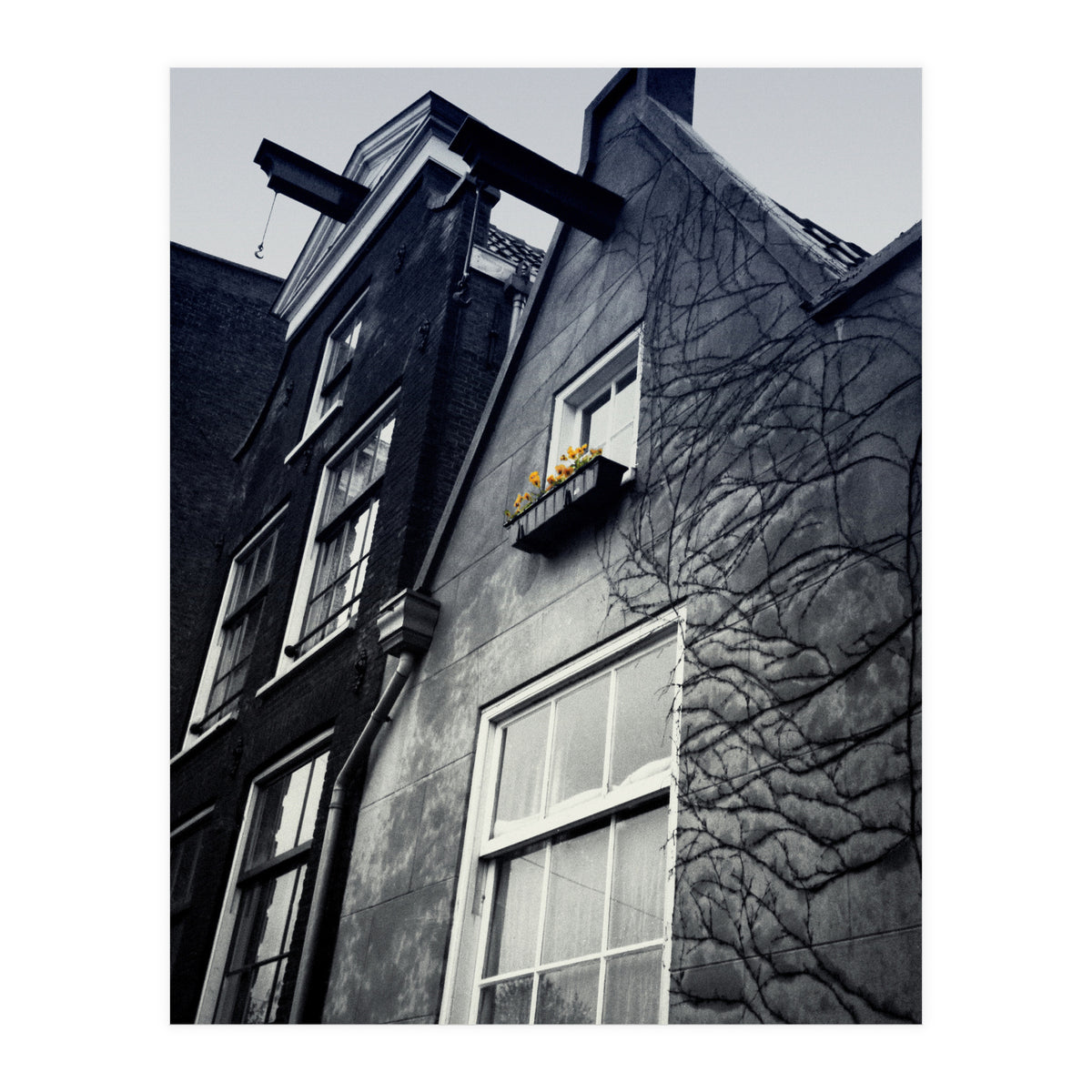 Amsterdam. House With Yellow Flowers. (Print Only)