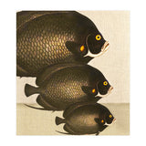 Fish Classic Designs 11 (Print Only) thumbnail