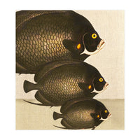 Fish Classic Designs 11 (Print Only)