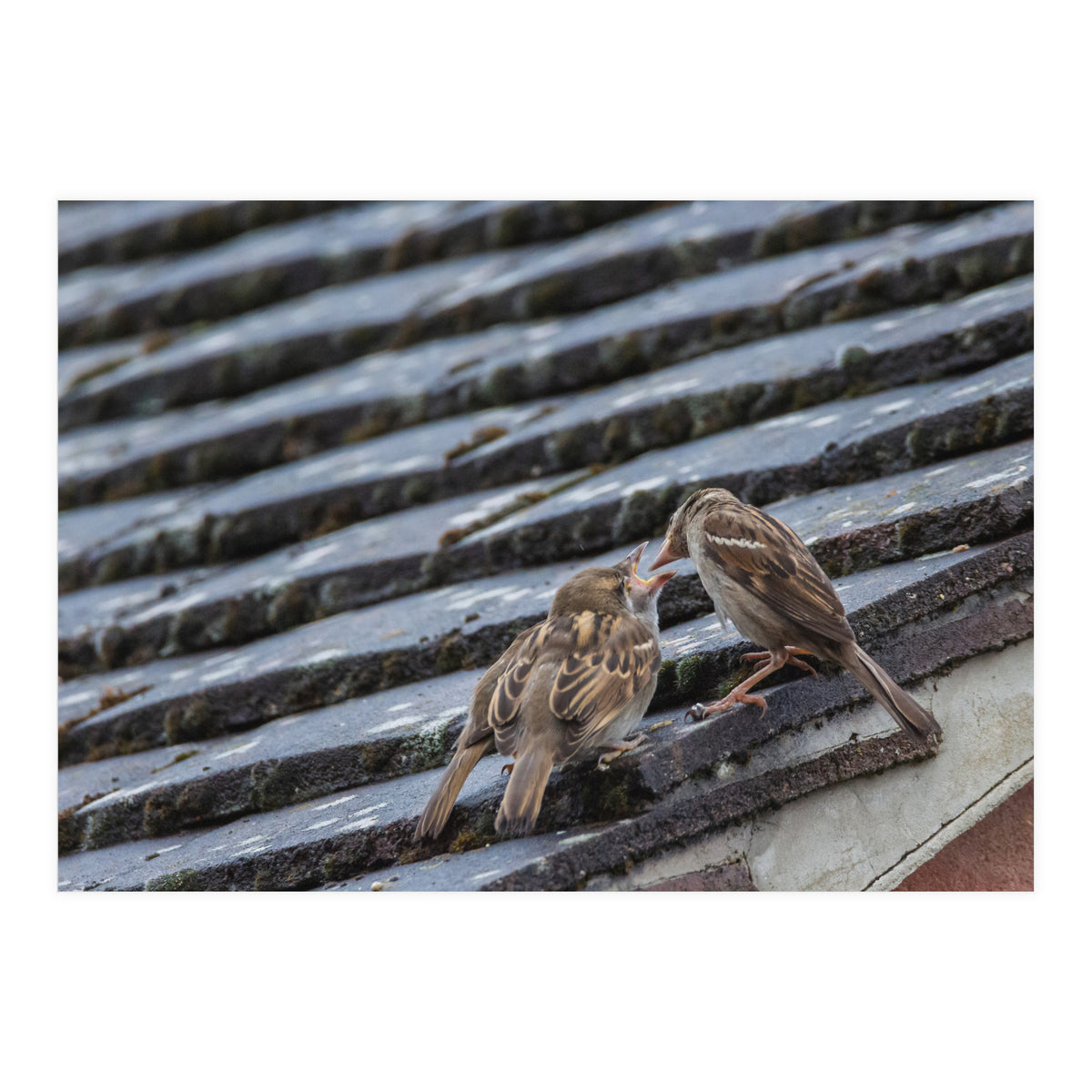 Feeding (Print Only)