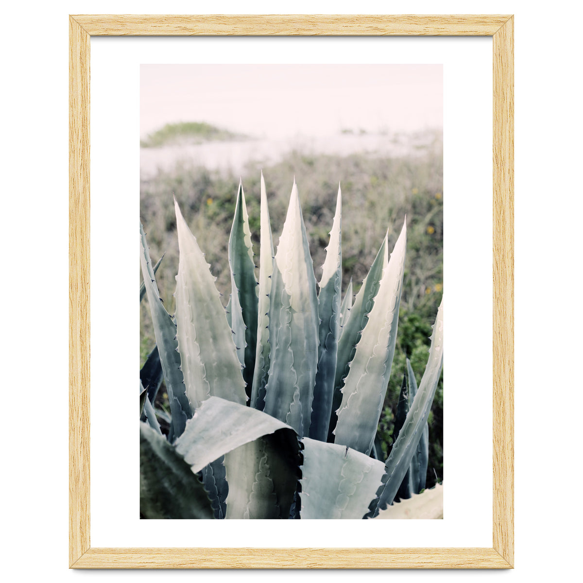 Pale Agave