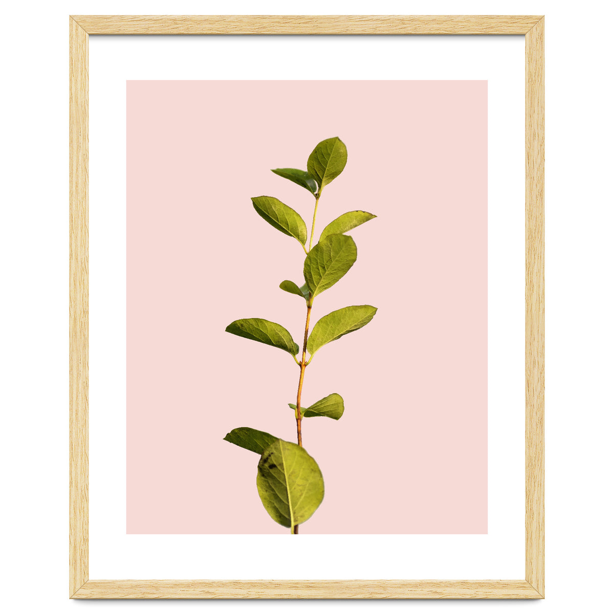 Botanical Art V3