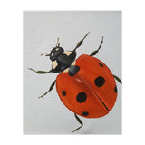 Ladybird  (Print Only) thumbnail