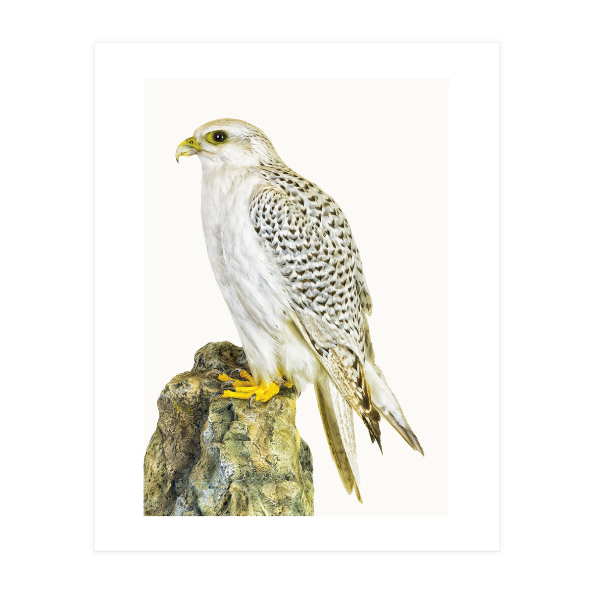 Cc Birds 03 (Print Only)