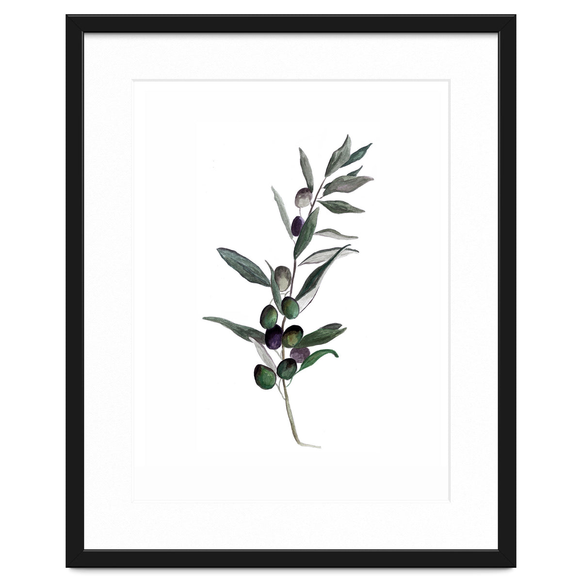 Botanical Illustration Olive