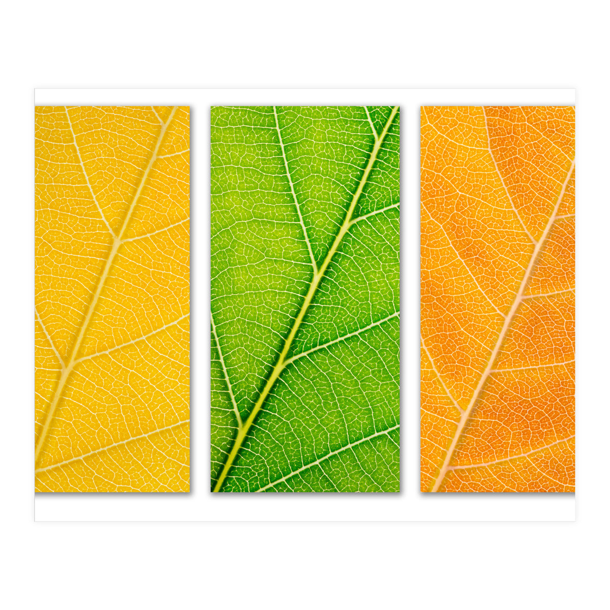 Autumn Leaves (Print Only)