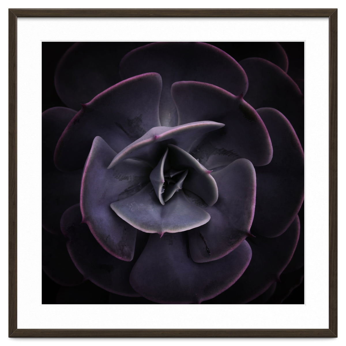 DARKSIDE OF SUCCULENTS VIII