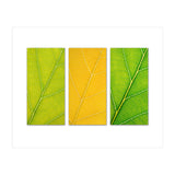 Autumn Leaves (Print Only) thumbnail