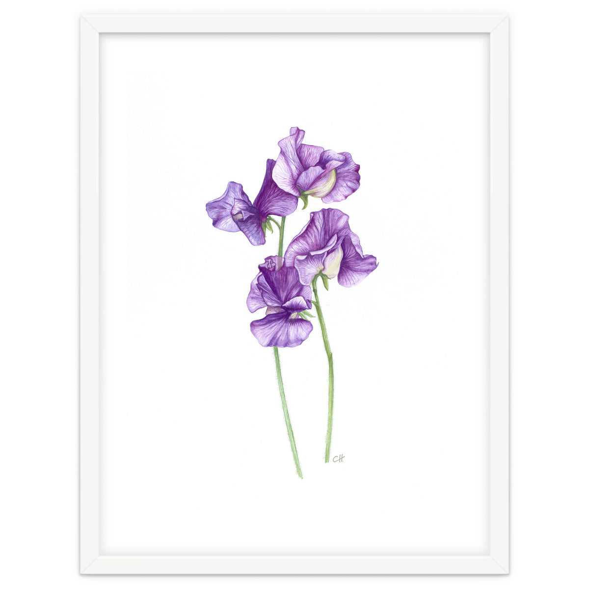 A Purple Posy Of Sweet Peas