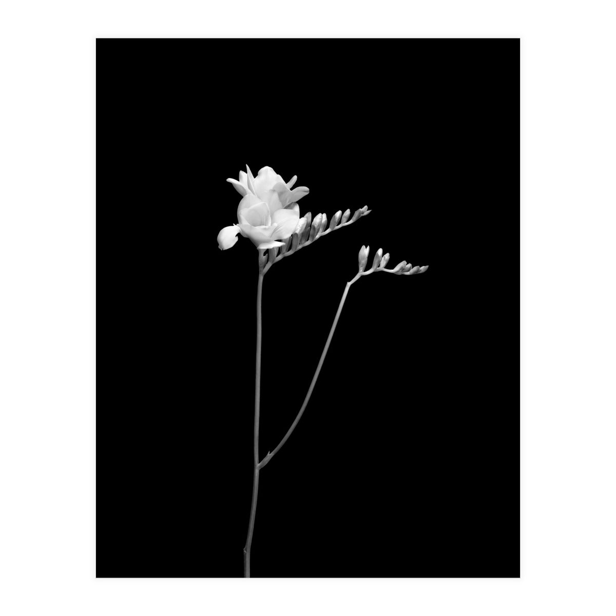 Freesia | dark design  (Print Only)