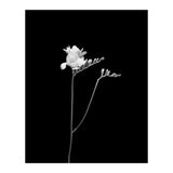 Freesia | dark design  (Print Only) thumbnail