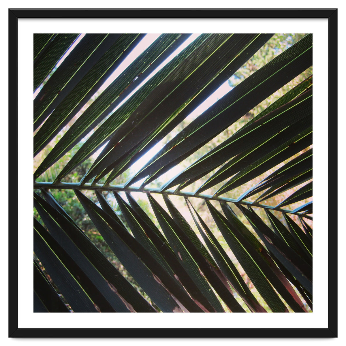 Palm leaf