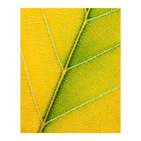 Autumn Leaf (Print Only) thumbnail