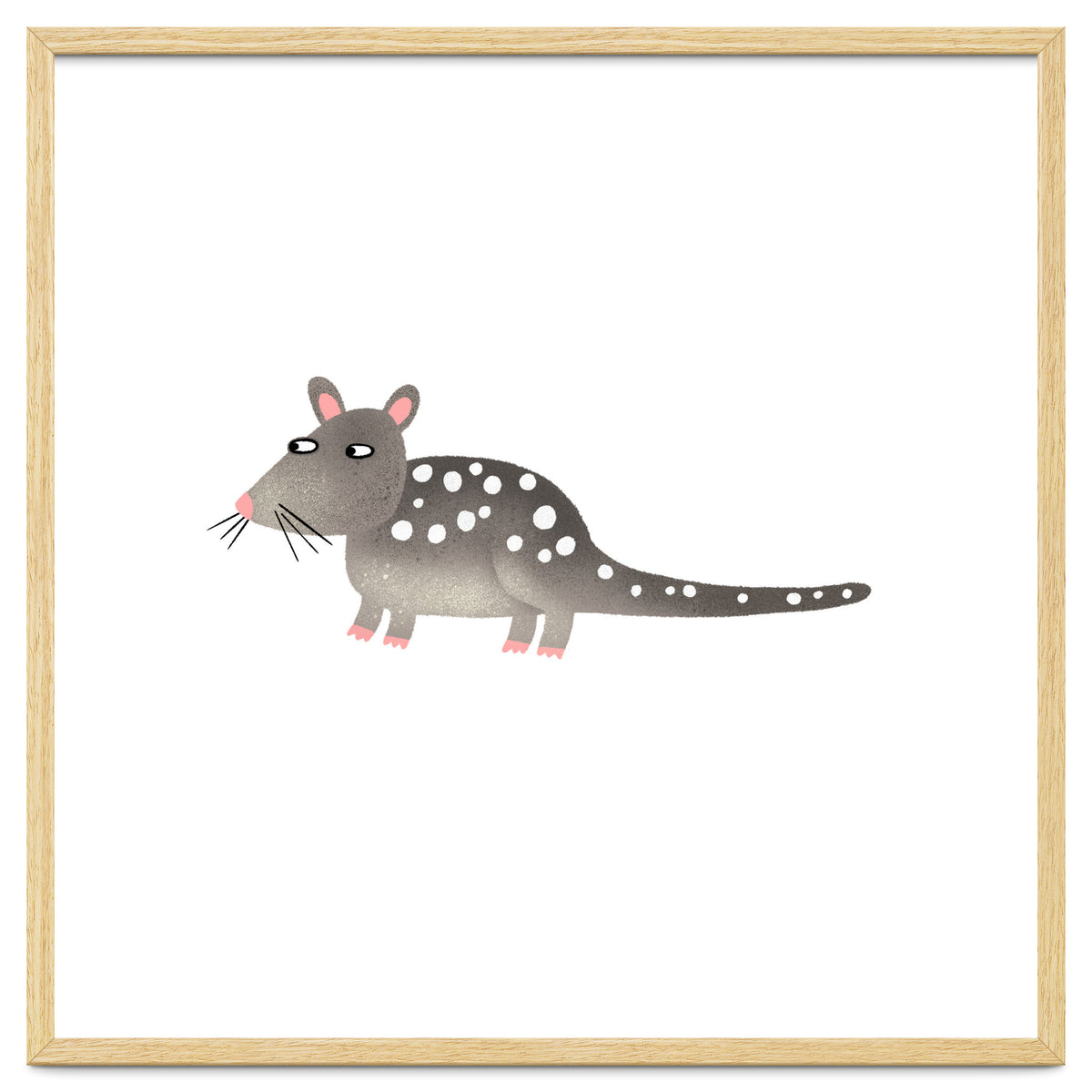 Quoll