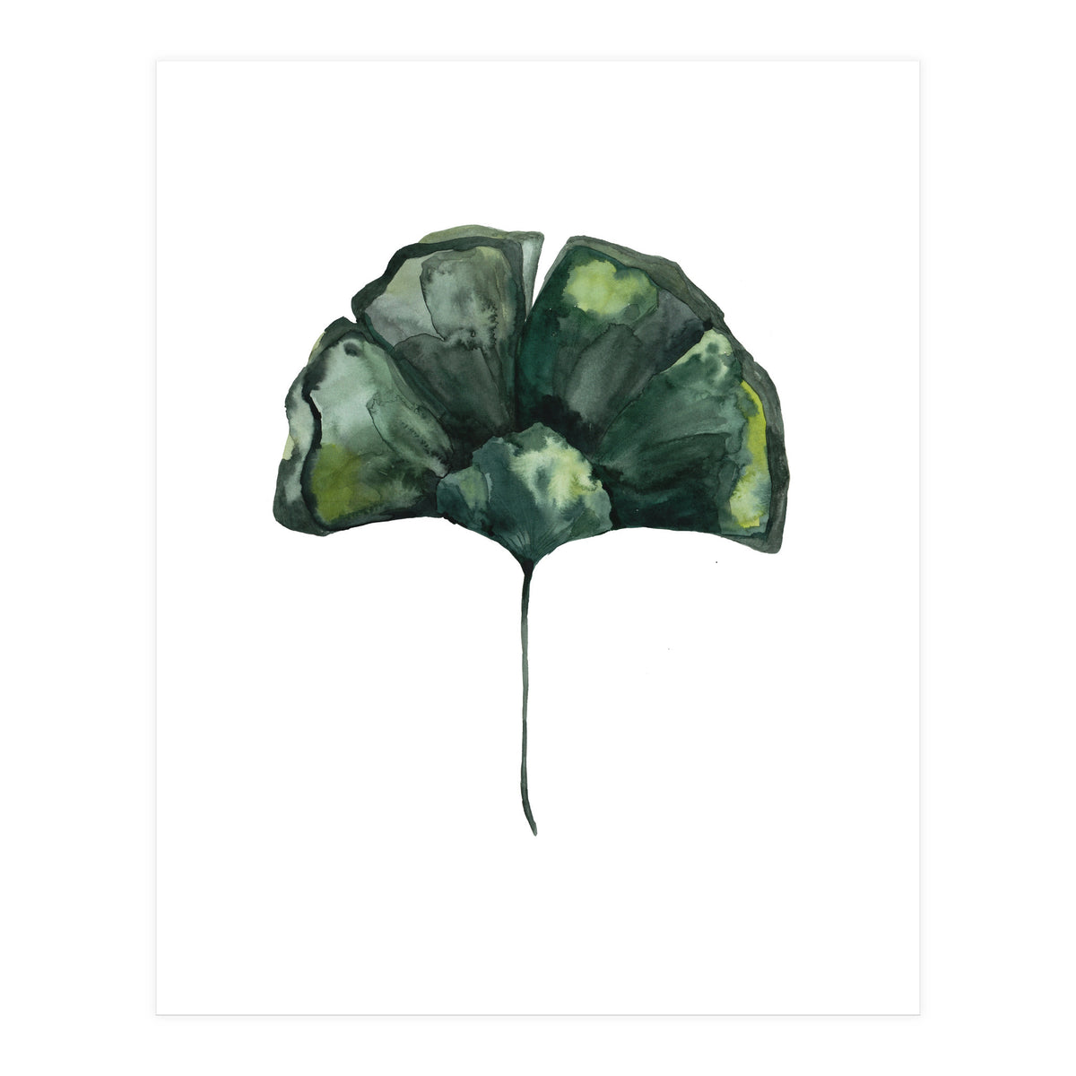 Botanical Illustration Ginko (Print Only)