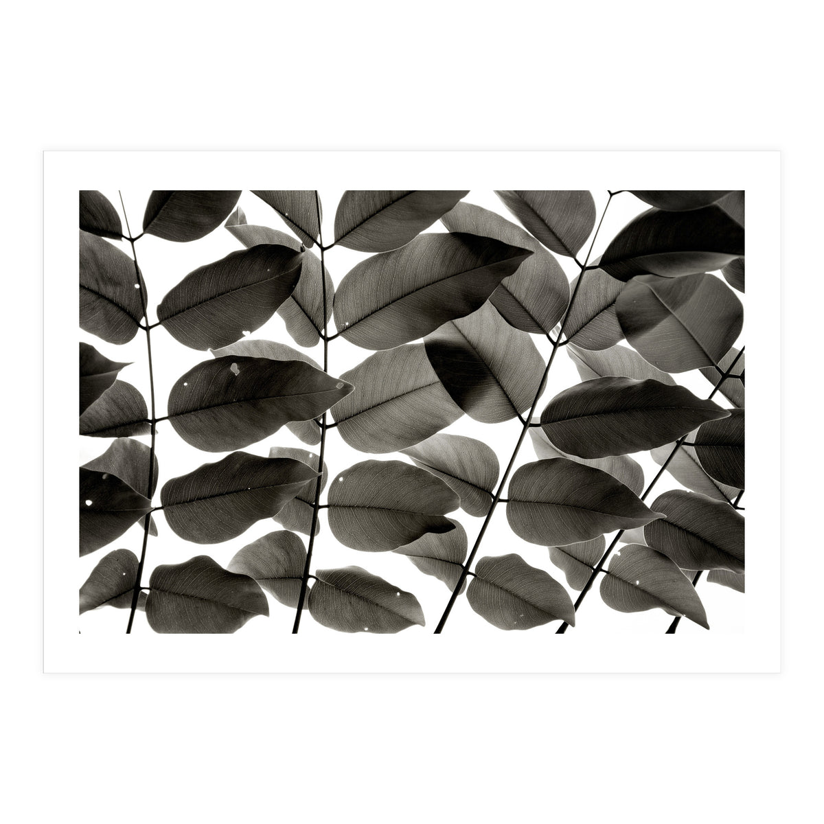 Branches and Leaves I (Print Only)