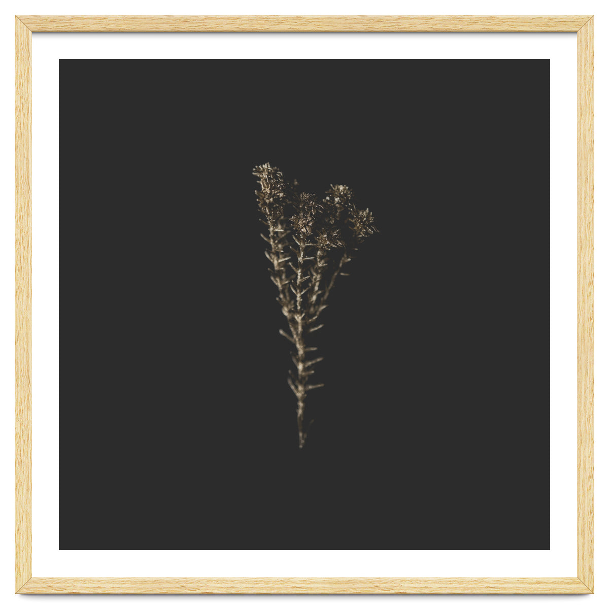 Moody Golden Botanicals - Square