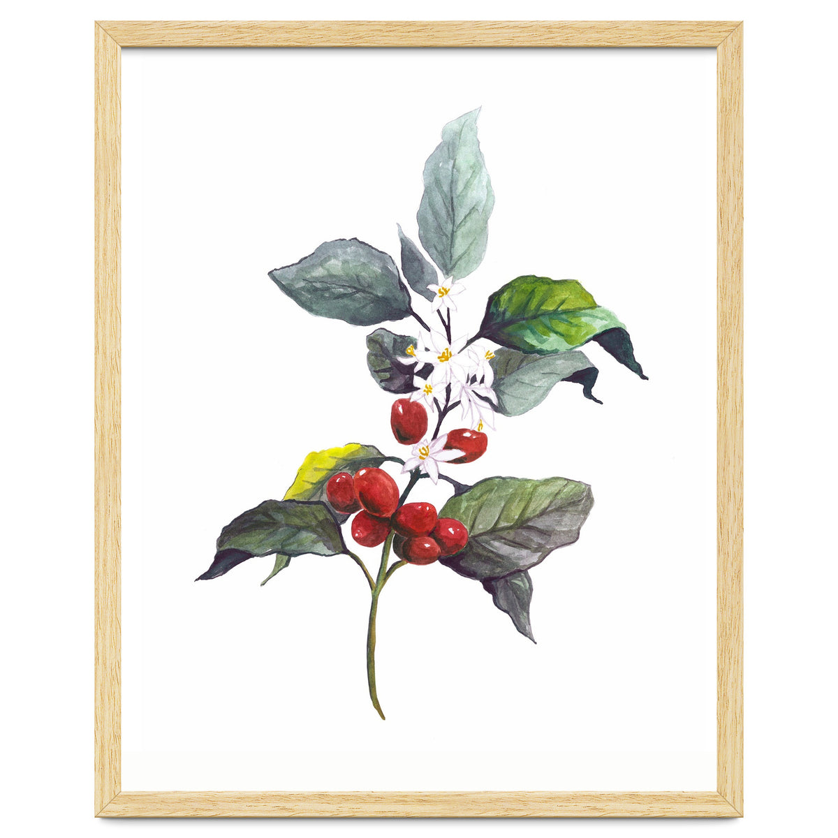 1 Botanical Illustration Kaffee Pflanze