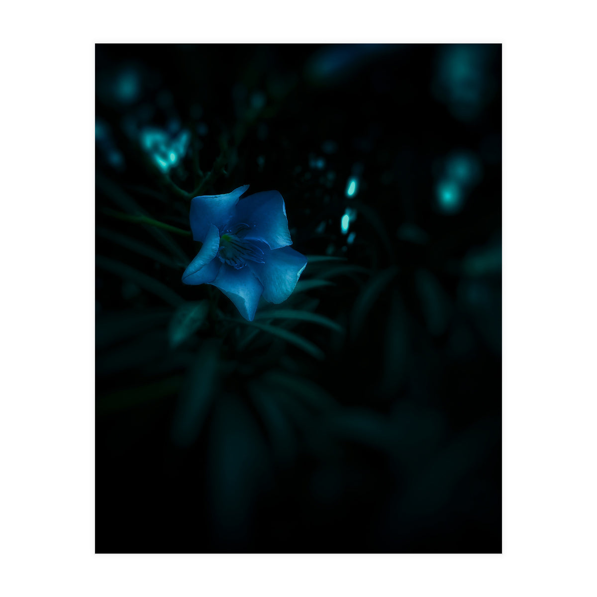 Shining Blue Floral (Print Only)