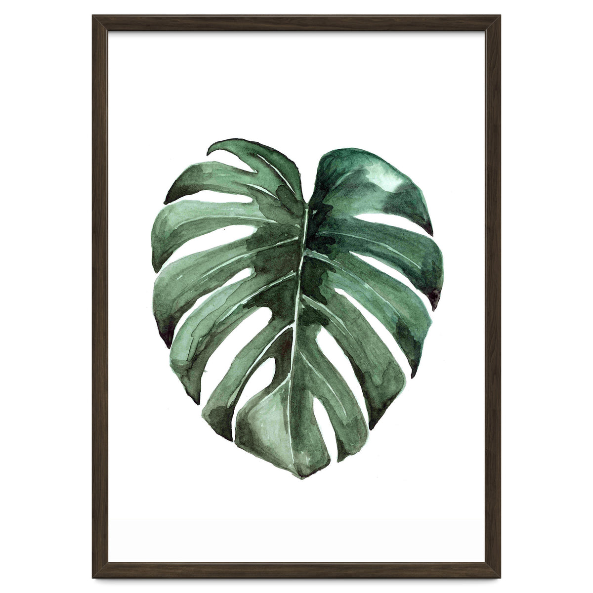 Botanical Illustration Monstera Deliciosa