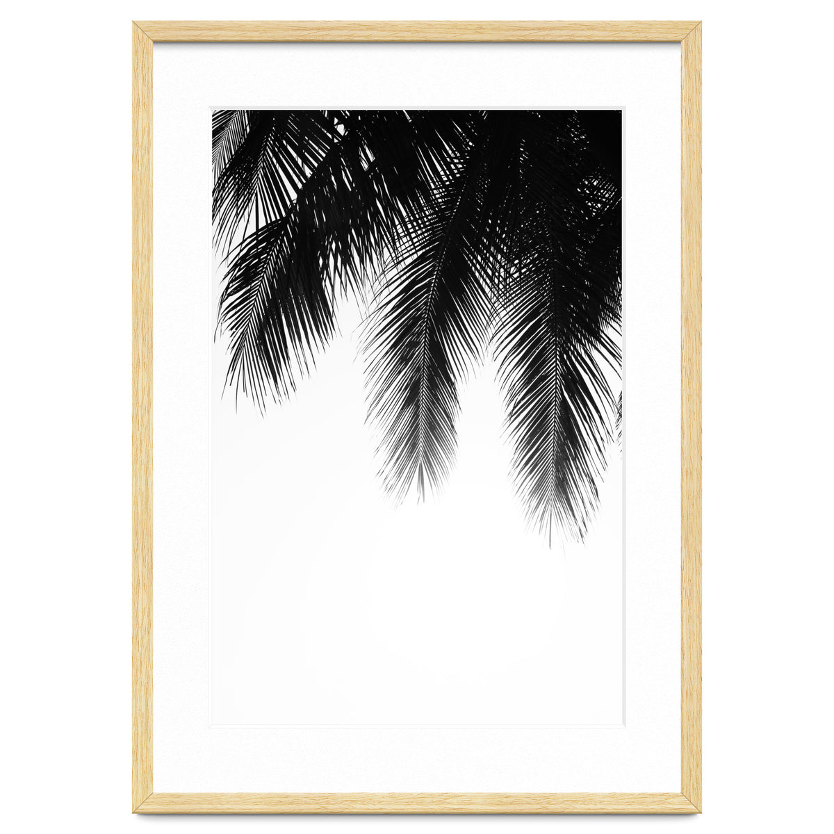 Palm leaves