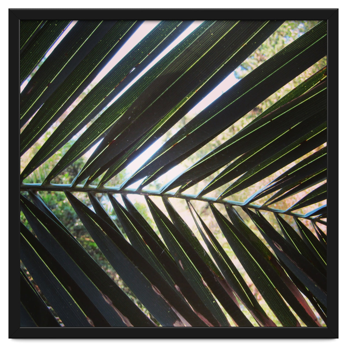 Palm leaf