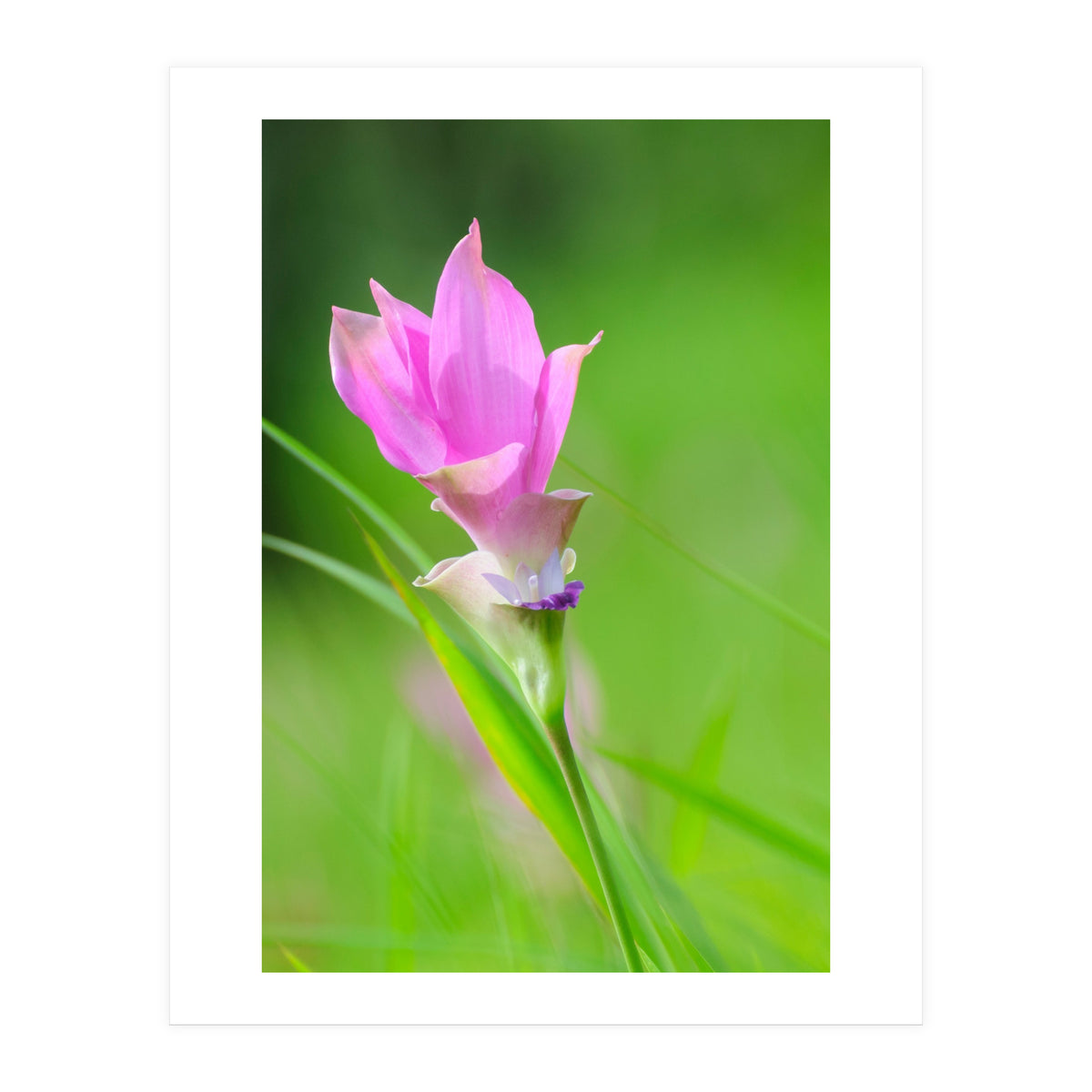 Nature 4000x6000 (12) (Print Only)