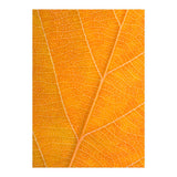 Autumn Leaf (Print Only) thumbnail