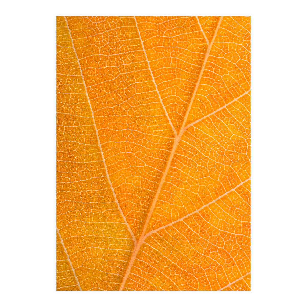 Autumn Leaf (Print Only)